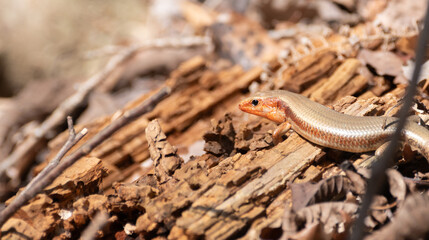 森の中で生きるトカゲ