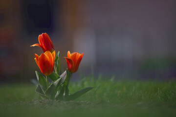 die ersten Tulpen 
