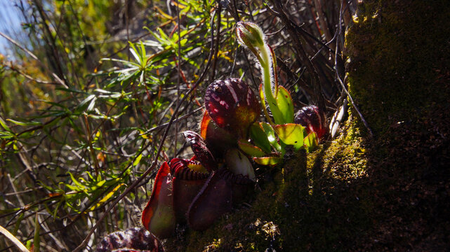 Albany pitcher plant (Cephalotus follicularis) in backlight, in natural habitat, Western Australia