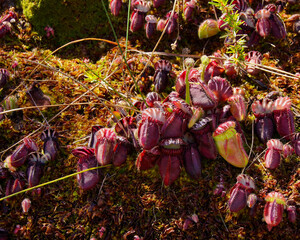 Albany pitcher plant (Cephalotus follicularis) with red pitchers and emerging flower stalks, in...