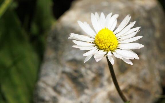 A daisy flower and a stone behind it