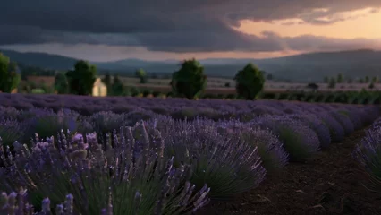 Foto op Canvas Lavender field sunset and lines © olenakucher