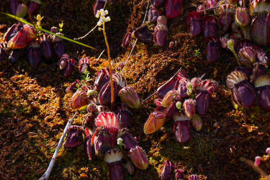 Albany pitcher plant (Cephalotus follicularis), flowering plant in mossy soil, in natural habitat, Western Australia