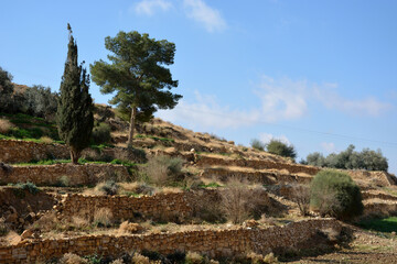 Obraz premium Agricultural step terraces developed for crop growing on hillsides in Jordan. 
