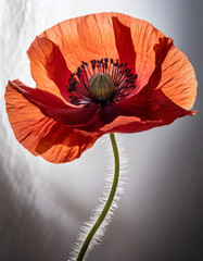  A close-up of a wine-red poppy flower against a pure white background, 