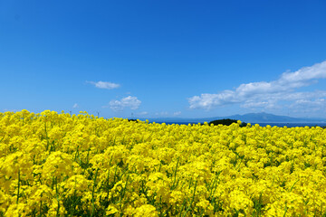 横浜町の菜の花畑。横浜、青森、日本。５月中旬。
