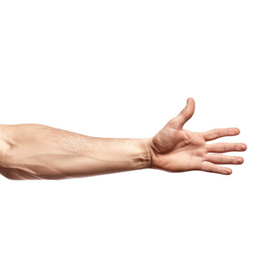 Human Arm isolated or on white background