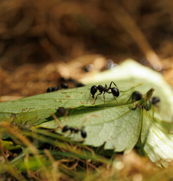 A close-up of a black ant in its colony