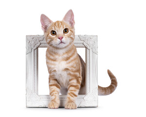 Cute European Shorthair cat kitten, sitting through white image frame. Looking towards camera. Isolated on a white background.