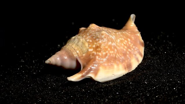 Strombidae Seashell on a black sand background 4K