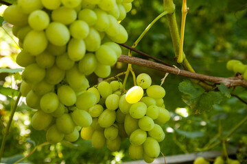Bunch of green grapes in the garden.