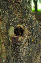 Close up view of a large tree knot. Selective focus.