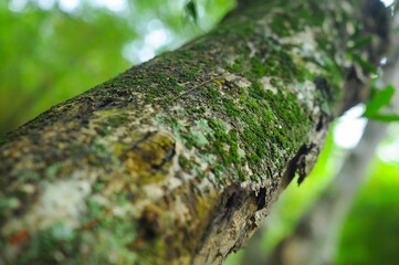 Close up of moss covered on trees. Selective focus.