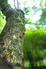 Fototapeta premium Close up of moss covered on trees. Selective focus.