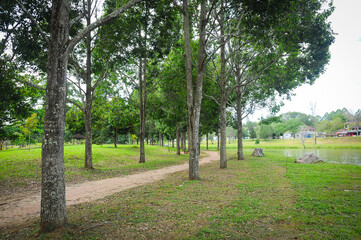 Beautiful summer landscape with green park. Nature.