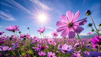 Landscape of field of beautiful pink cosmos flowers, nature wallpaper. Generative ai