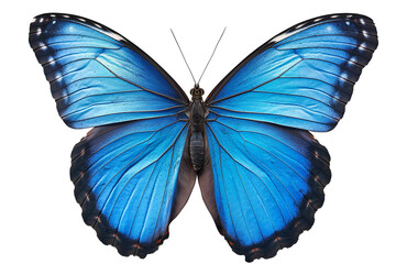 Blue Black Butterfly in close up and detailed with transparent background