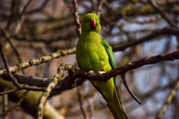 Ring-necked parakeet, also known as a rose-ringed parakeet, on a tree branch in London, UK