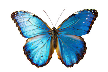 Blue Golden Butterfly in close up and detailed with transparent background