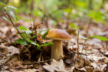 Single Boletus mushroom in the wild. Porcini mushroom grows on the forest floor at autumn season..