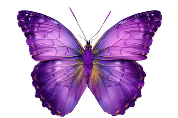 Dark Purple Butterfly in close up and detailed with transparent background