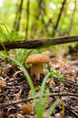 Boletus mushroom in the wild. Porcini mushroom grows on the forest floor at autumn season..