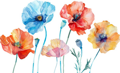 Obraz premium Watercolor illustration of colorful poppies on a white background