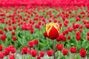 A single yellow red tulip grows high up standing out in a field full with red tulips in full bloom in the Netherlands during spring.