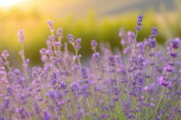 Obraz premium Picturesque Lavender field near house. Nature france sky. Generate Ai