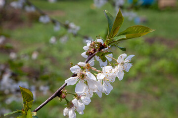 White flowers of the cherry blossoms in garden at spring day..
