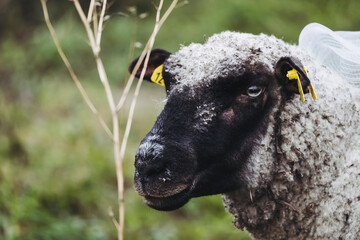 Portrait d'un mouton dans une prairie - 775779283
