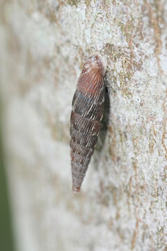 Vertical closeup on a Thames door snail , Alinda biplicata on the trunk of a tree