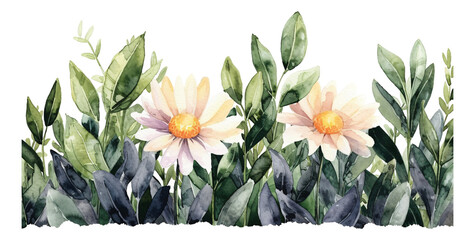 Watercolor style, daisy collection, transparent background - obrazy, fototapety, plakaty