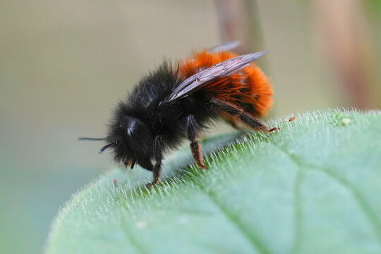Closeup on a female European orchard mason bee, Osmia cornuta, sitting on a green leaf in the garden