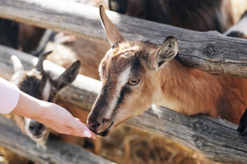 Portrait of a goat on farm. Wooden fence animal farm. Goat closeup head. Sunny day rural wildlife....