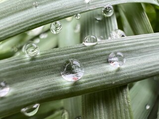 water drops on a leaf