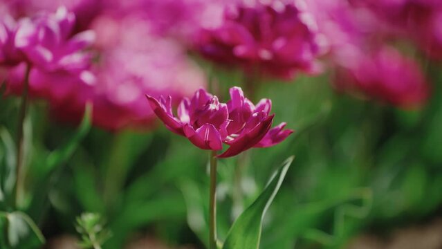 4k beautiful Pink Tulip Bloom