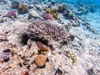 Crown squirrelfish (Sargocentron diadema) at coral reef..