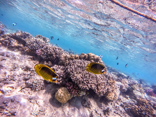 Diagonal butterflyfish (Chaetodon fasciatus) at the Red Sea coral reef..