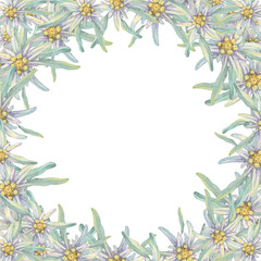 Round frame with edelweiss flowers. Hand drawn watercolor clipart, minimalistic floral style in pastel colors. Design template for postcard, invitation, printing, weddings, isolated, white background