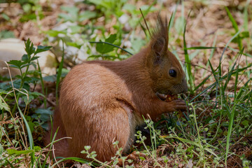 a beautiful squirrel on a spring day eating a nut.
