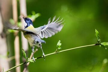 Obraz premium (Parus major) standing on a tree branch on a sunny spring day