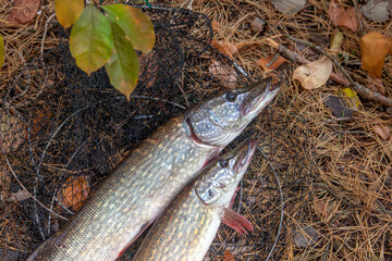 Freshwater pike fish. Two Freshwater pikes fish lies on keep net at autumn time..
