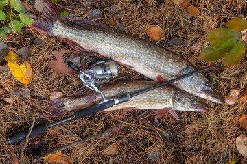 Freshwater pike fish. Two freshwater pike fish and fishing rod with reel on yellow leaves at autumn...