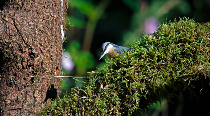 Nuthatch feeding in the woods