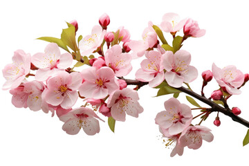 Ethereal Elegance: A Blossoming Branch of Pink Flowers in Harmonious Bloom. White or PNG Transparent Background.