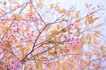 Obraz premium Pink cherry blossom bloomming flower on tree branch