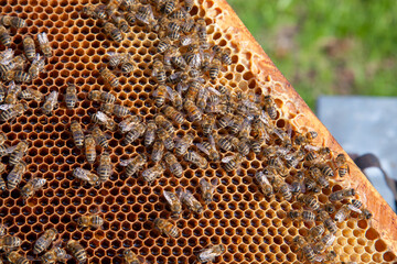 Working bee on the honeycomb with sweet honey..