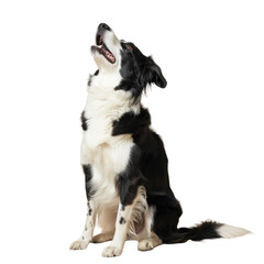 A dog sitting on the ground with its mouth open