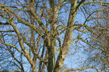Kahler Baum mit Ästen im Winter - 775785213